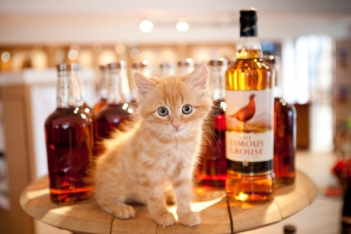 The-Famous-Grouse-distillery-cat-1024x682